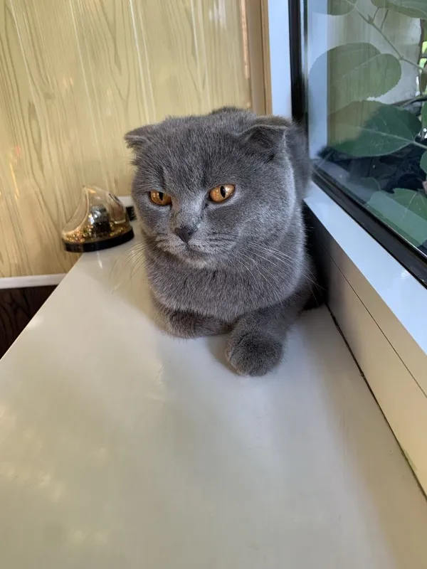 Кошка британская — фото 1