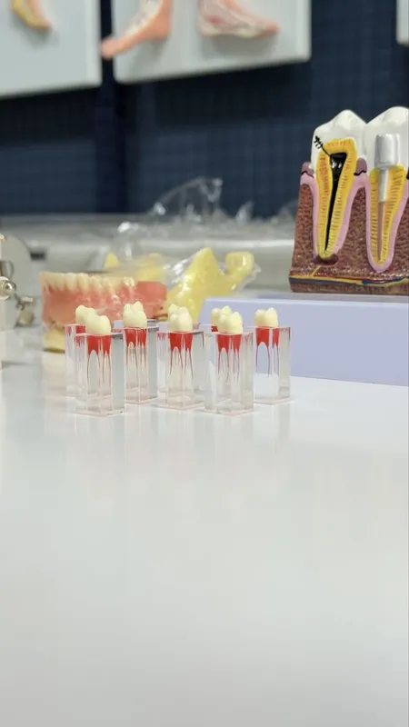 Стоматологик Тиш Моделлари ва Фантомлар Dental Model 6 Стоматологик Тиш Моделлари ва Фантомлар Dental Model 6
