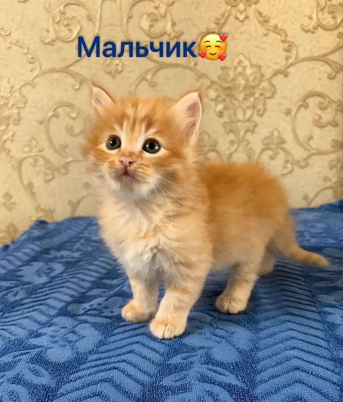 Котята.домашние — фото 4