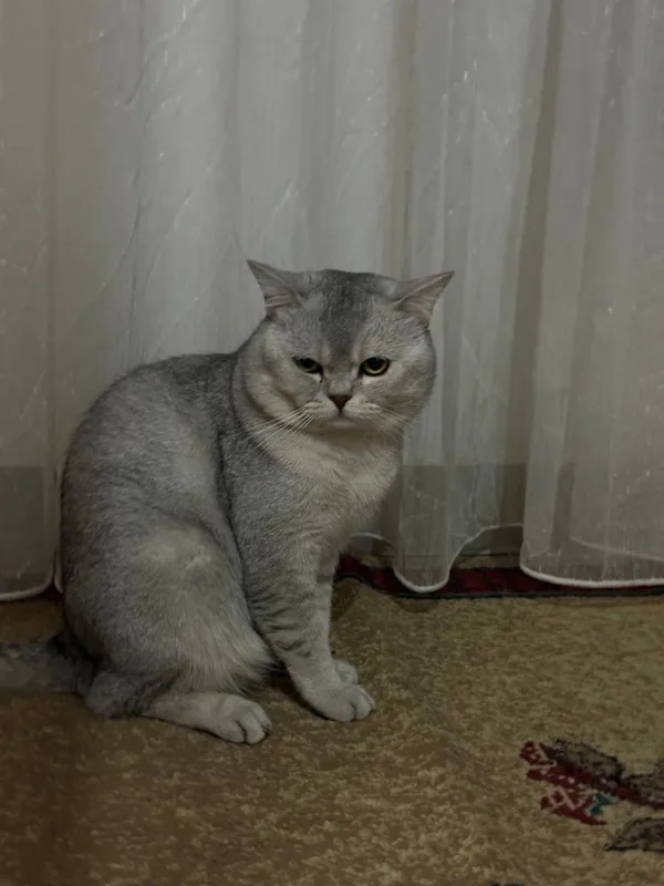 Срочно !!! Шиншила Ищем породистую кошку для вязки