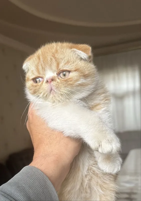 Котёнок американский экзотический короткошёрстный Flappy