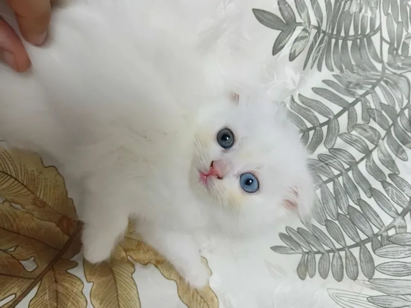 Продаются котята митес, 1,5-месячные, здоровые 1 Продаются котята митес, 1,5-месячные, здоровые 1