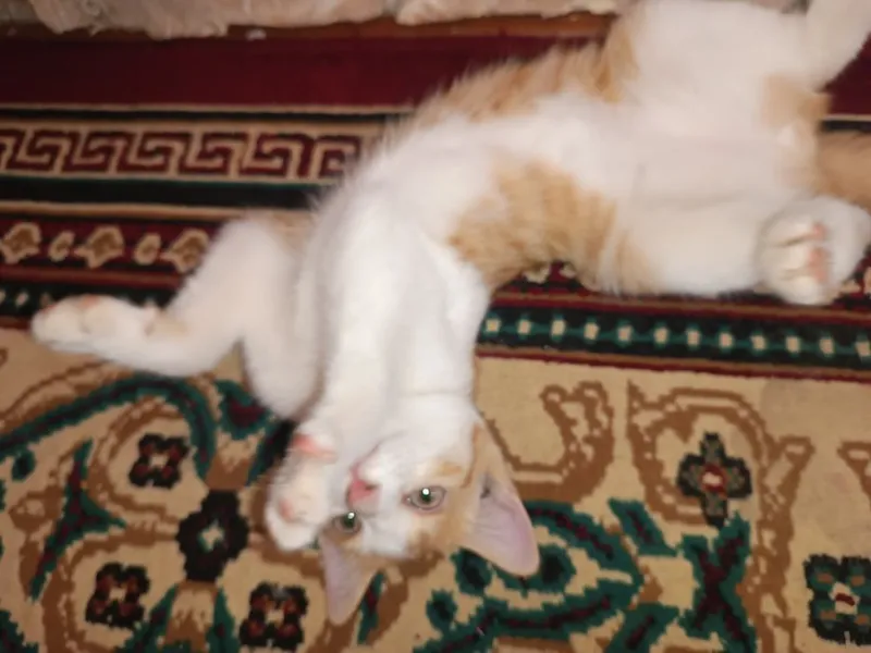 mushuk hadyaga beriladi 1