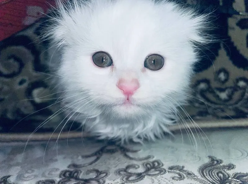 Latok qiladi korin yiydi 3 oylik 1 Latok qiladi korin yiydi 3 oylik 1