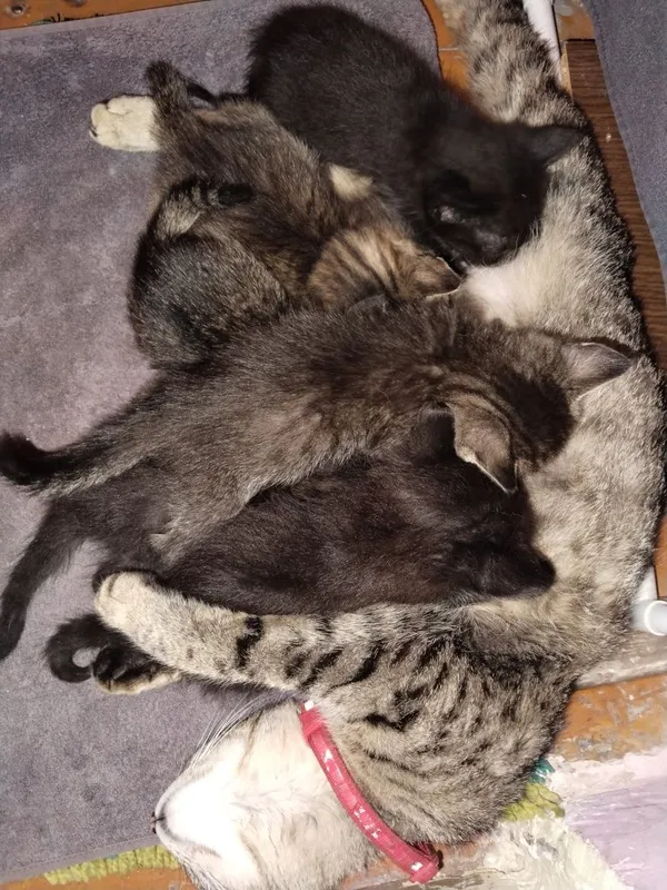 Отдам в хорошие руки котят. Мать приблуда. Принесла 6 котят. Отдам . Отдам в хорошие руки котят. Мать приблуда. Принесла 6 котят. Отдам .