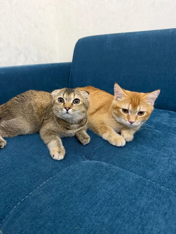 Scottish Fold 120$ Scottish Straight 100$ 1 Scottish Fold 120$ Scottish Straight 100$ 1