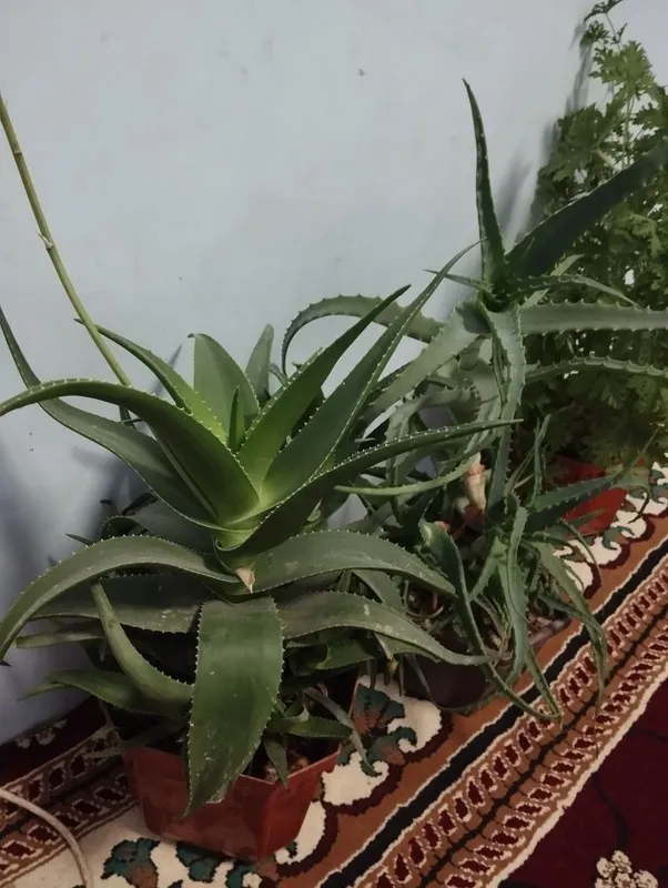 Aloe xonaki gullar sotiladi 3 Aloe xonaki gullar sotiladi 3
