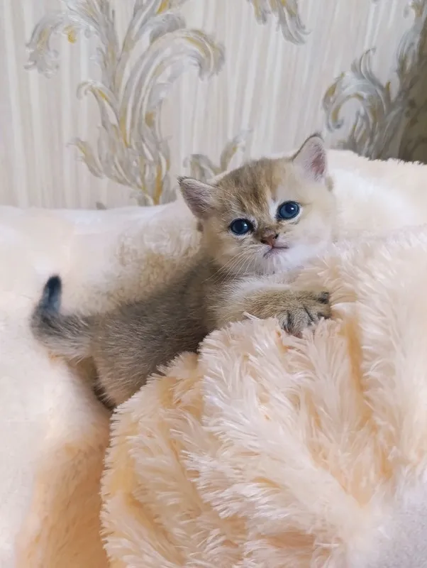 Котёнок золотая шиншилла. 2 Котёнок золотая шиншилла. 2