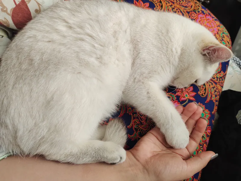 продаётся кошка серебристая шиншилла — фото 6