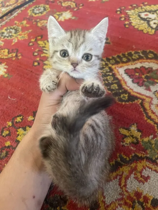 Mushuklar sotiladi 3 Mushuklar sotiladi 3