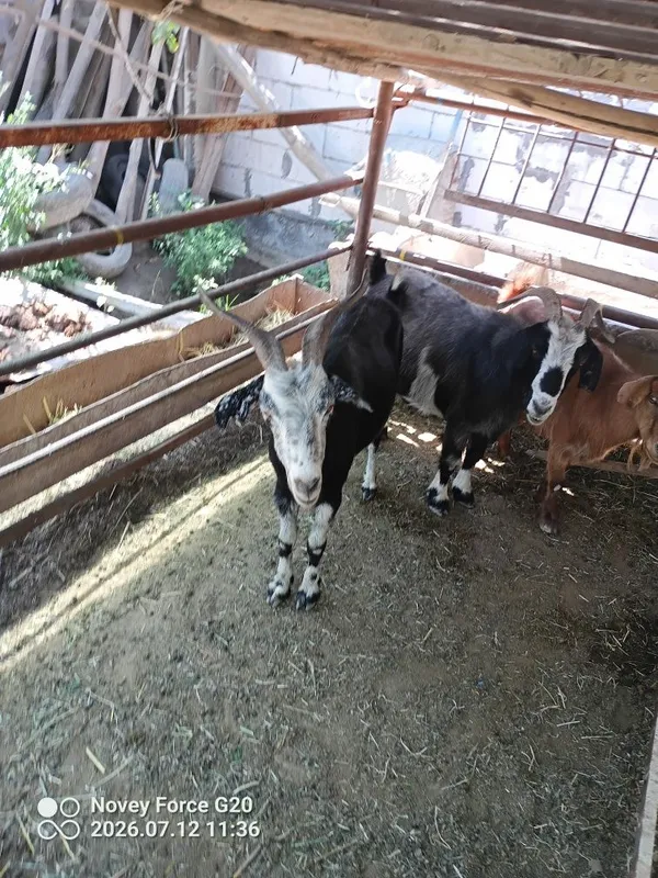 Qisr semz echkila sotladi 4