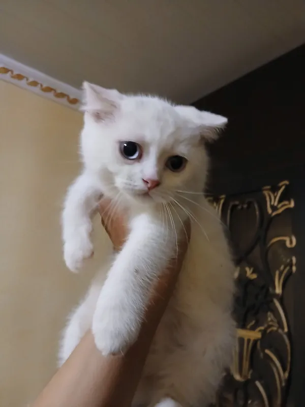 Scottish fold toza qon