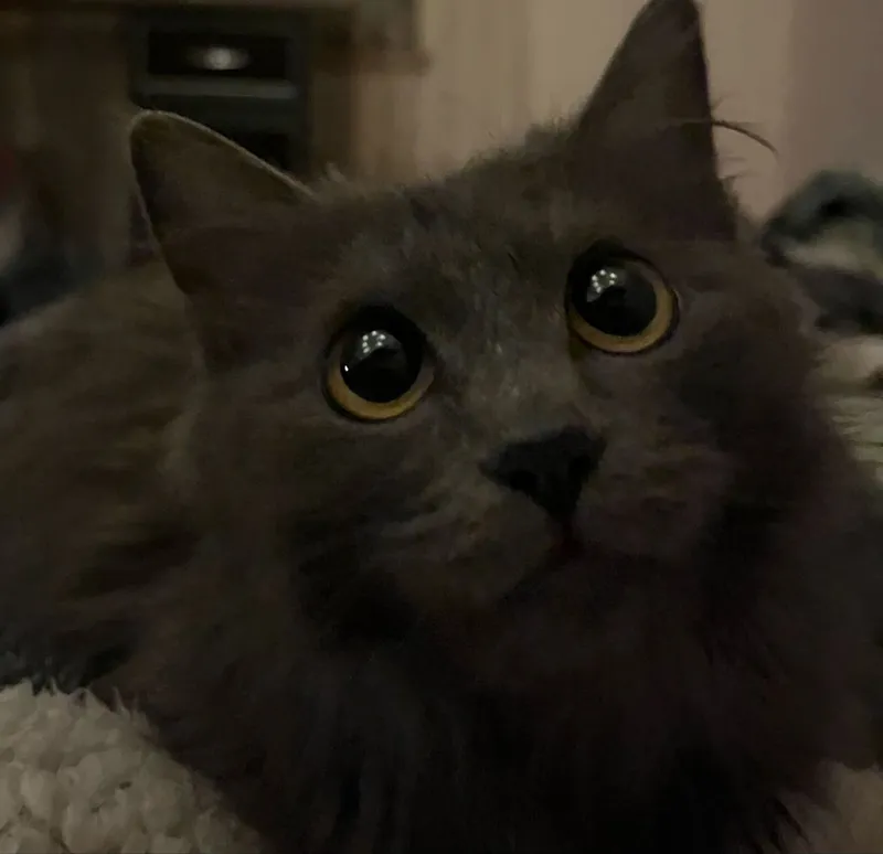 продается кошка