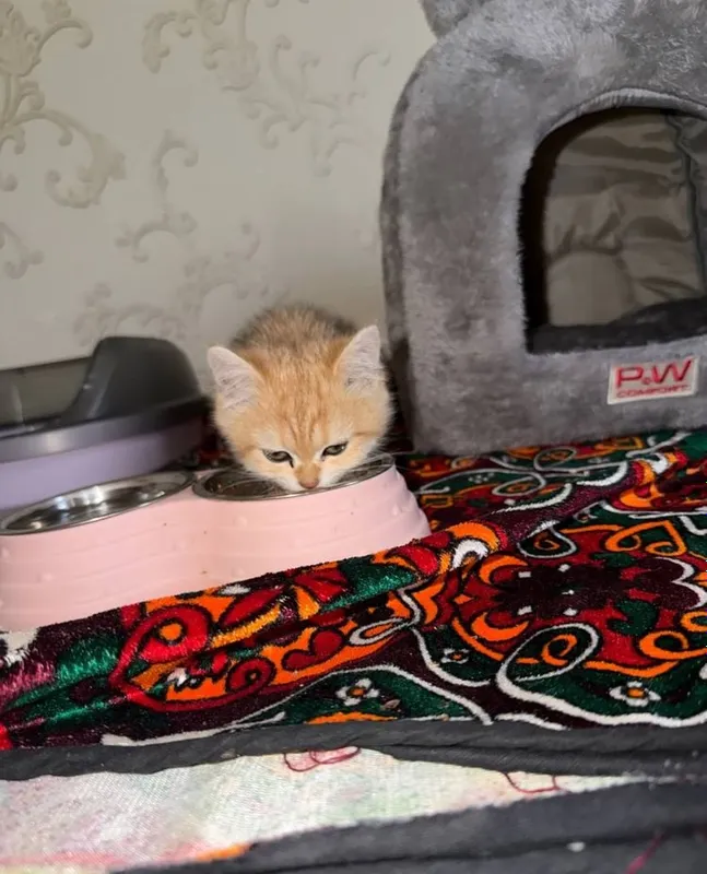 Британская короткошёрстная кошка 2