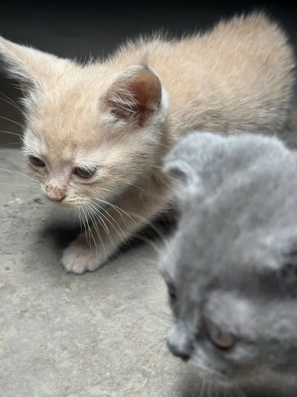 Mushuk bolalari , ota onasi ham sotiladi! 8