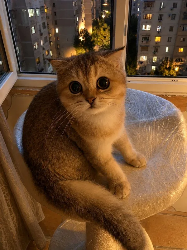 Продаётся котенок Золотая Шиншилла Девочка!!! 3