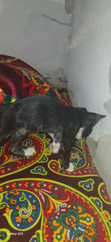 Котёнок бесплатно 2 Котёнок бесплатно 2