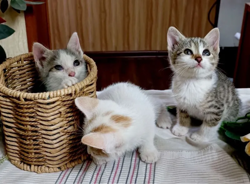 Отдаем котят чистенькие 1 Отдаем котят чистенькие 1