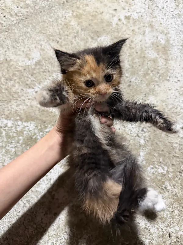 Отдам даром котят — фото 1