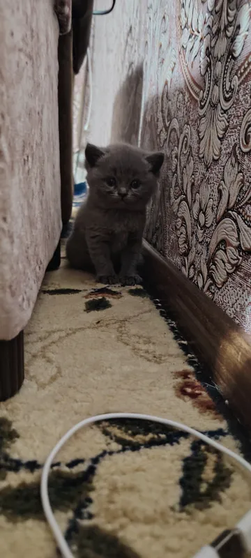 Котята 50 кунлик — фото 1