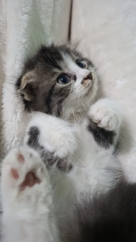 Продается котята мама скотиш фолд сами ходять в латок 3 маль 1 девуш — фото 3