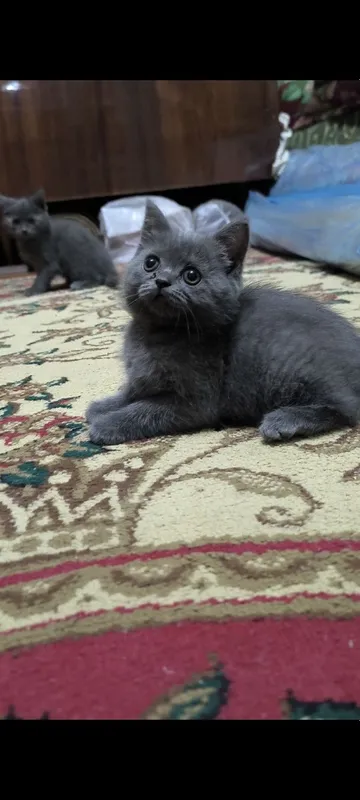 Котята чистой породы 6