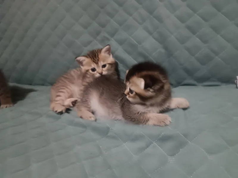 Котята скотишстрайт, залотой шиншила — фото 1