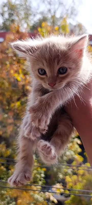 отдам даром котят 5