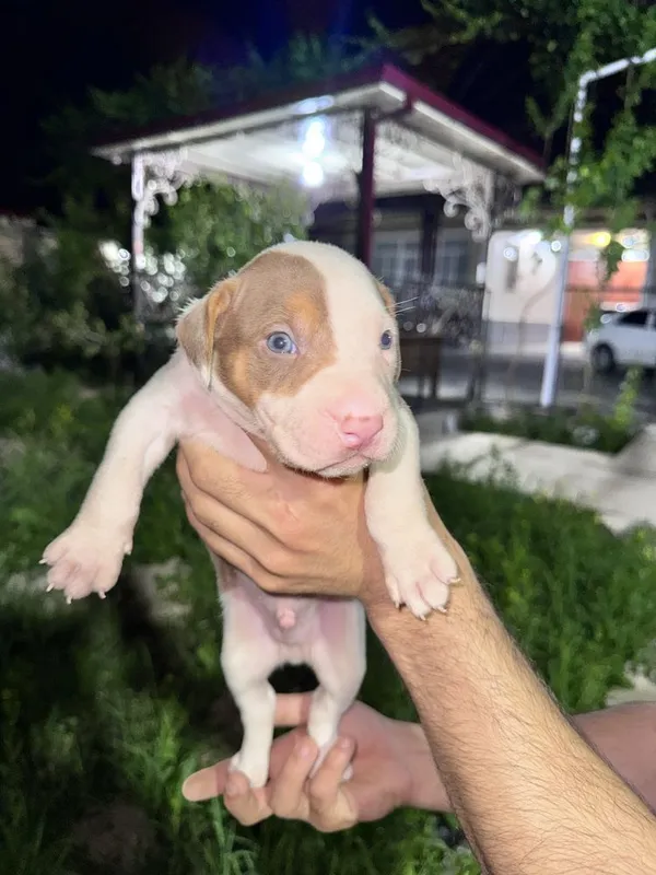 Pitbull bolalari — фото 7