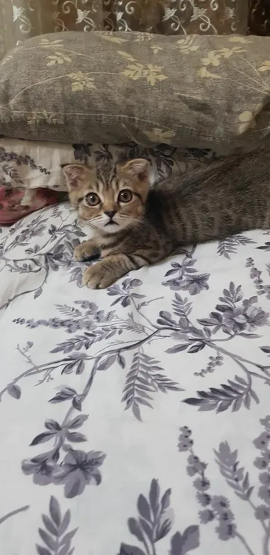 Котенок скотиш фолд 4 Котенок скотиш фолд 4