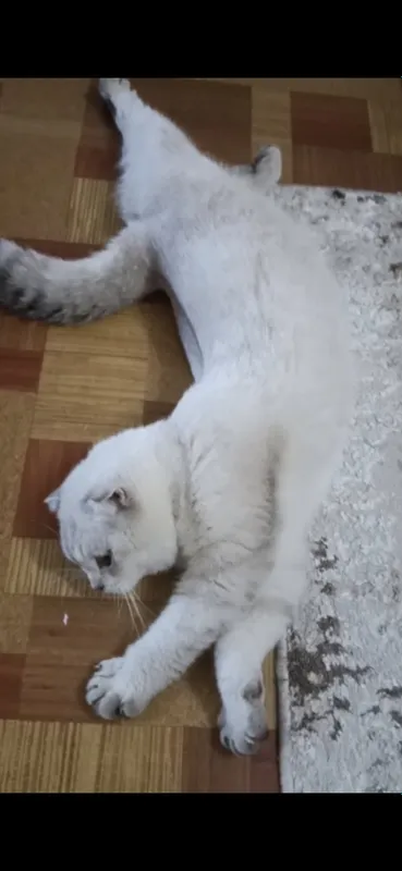 “🐱 Scottish Fold мушук сотилади, жуда мулойим!” 4 “🐱 Scottish Fold мушук сотилади, жуда мулойим!” 4