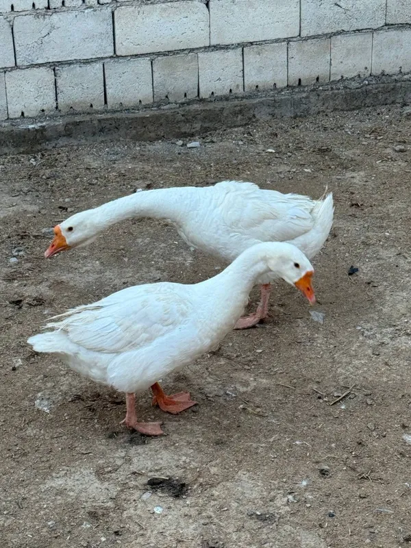 G'ozlar sotiladi