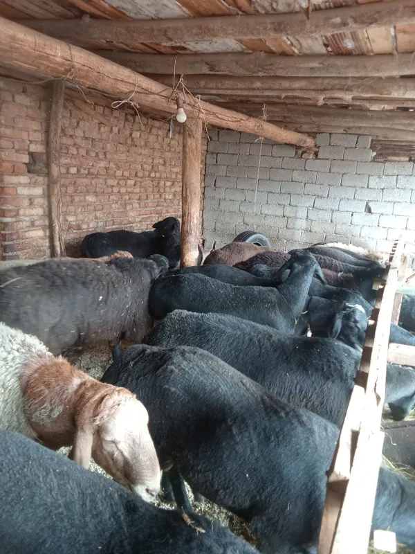 Asalom alekum Qurbon Xayitga Qoylarimiz bor — фото 3