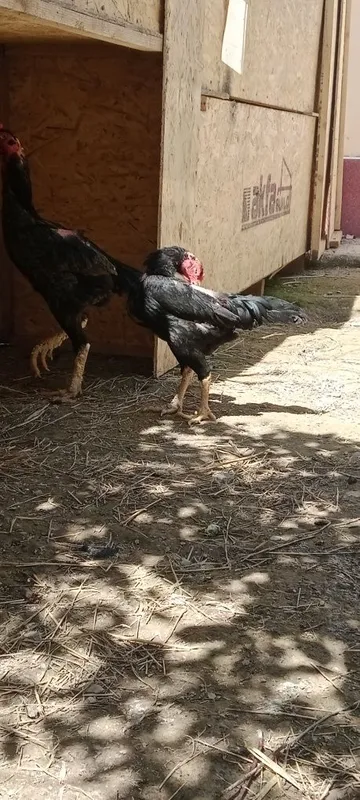 Bobo horoz sotiladi tovug'yam bor — фото 3