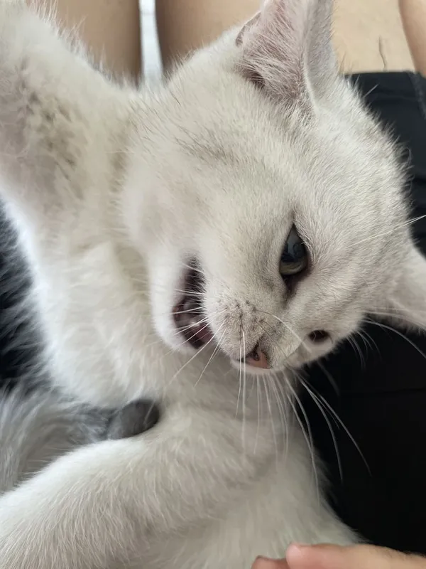 Котята серебристая шиншилла 3 Котята серебристая шиншилла 3