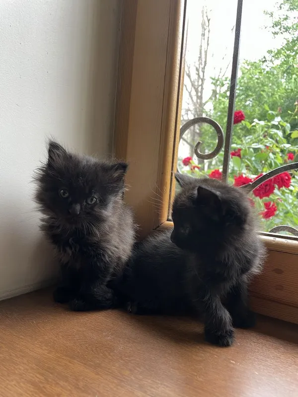 Чёрные котята,маленькие пантеры) — фото 2