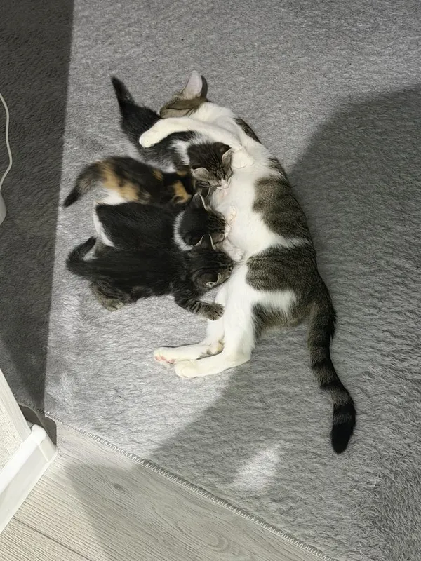 Милота 5 котят в хорошие руки 5 Милота 5 котят в хорошие руки 5
