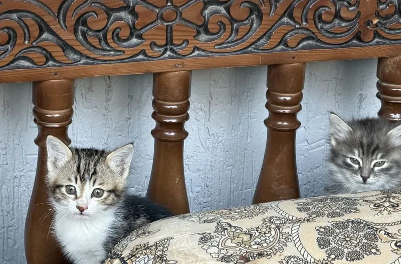 Котята даром ттз кирпичный завод 8