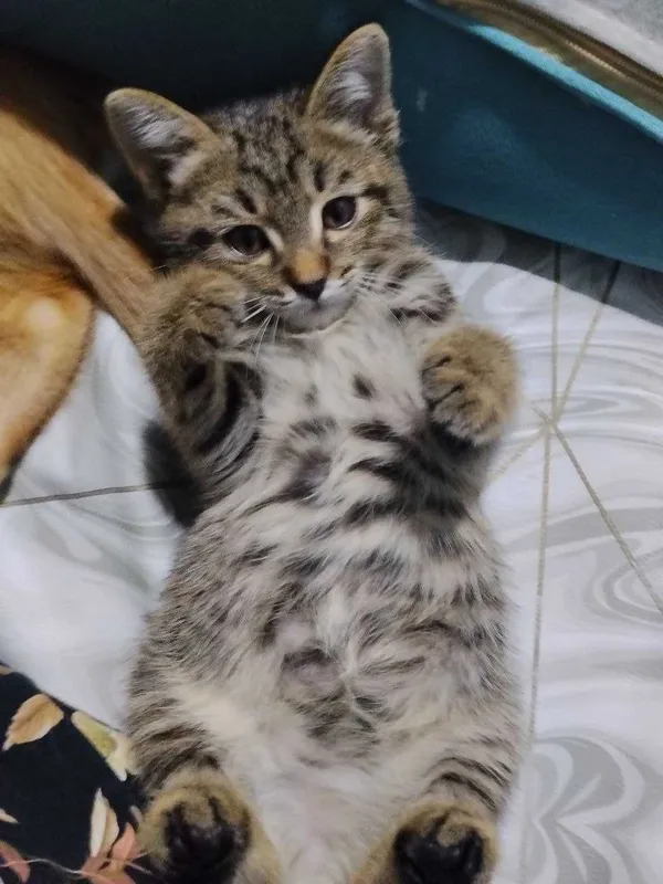 Котенок 2.5 месяца