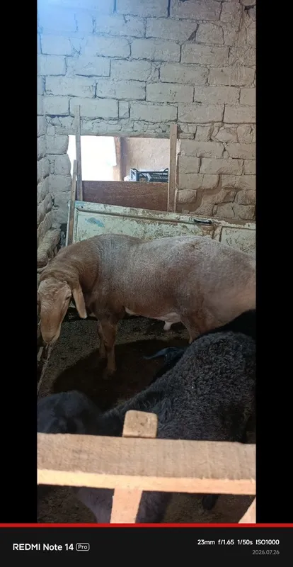 Кучкор сотилади зотка 3