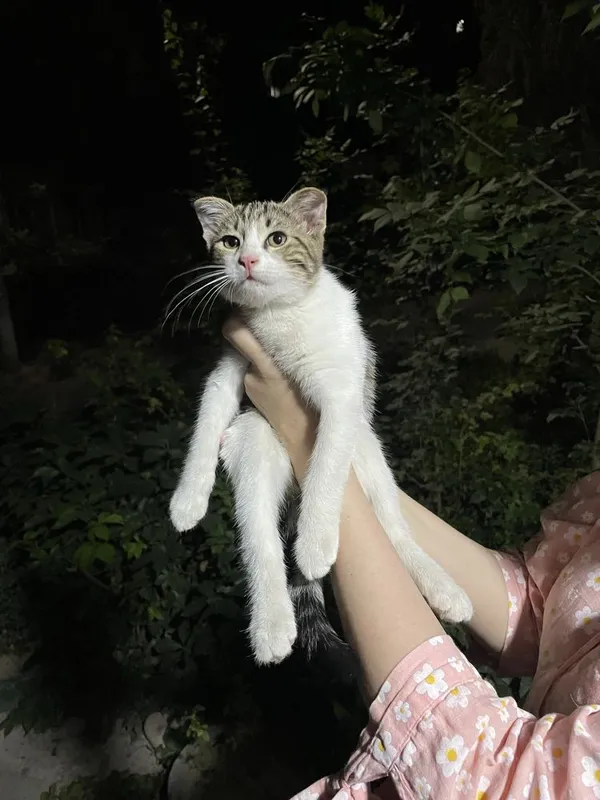 Смешанный веслоухий котенок 3 Смешанный веслоухий котенок 3