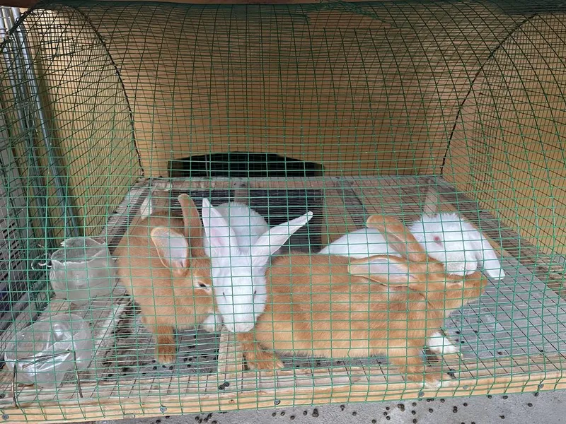 Hikol Burgun quyonlari Sotiladi 2