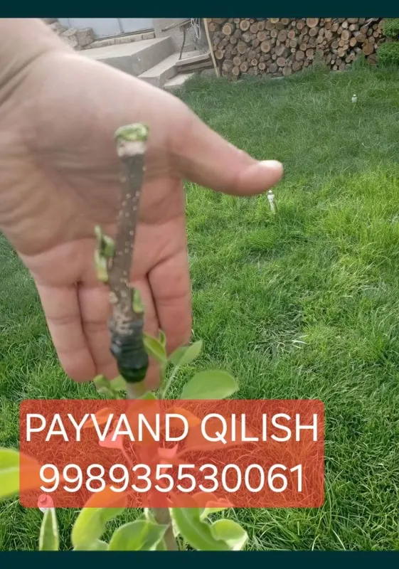 Daraxt kesamiz dorilash xizmati 6 Daraxt kesamiz dorilash xizmati 6