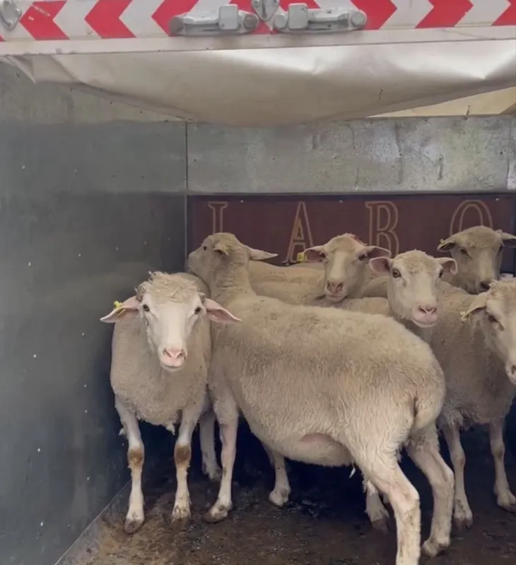 Merinos sotiladi