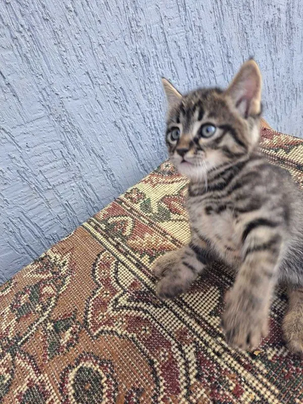 Отлам котенка бесплатно 1 Отлам котенка бесплатно 1