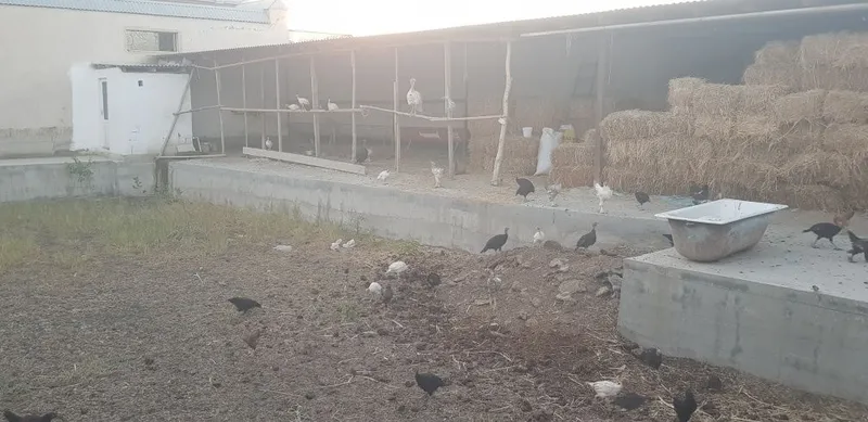 Samsun S8 kurkalar 5 Samsun S8 kurkalar 5