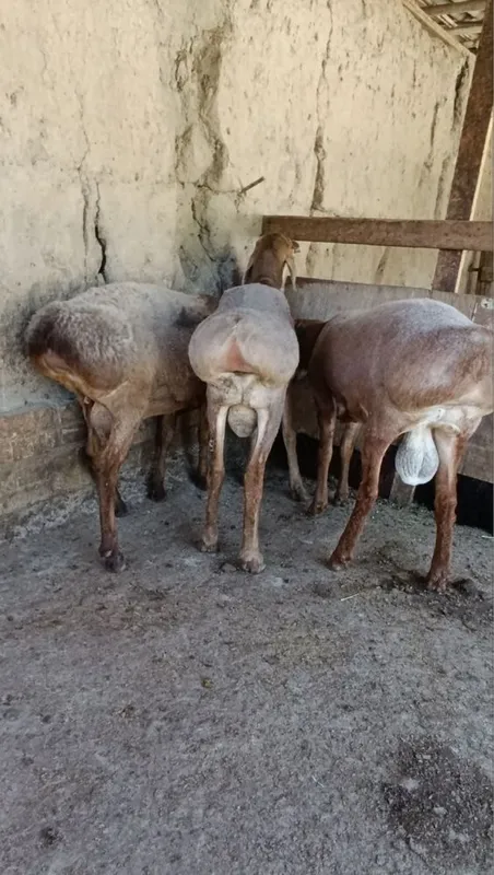 Qochqorlar sotiladi hali barra 4