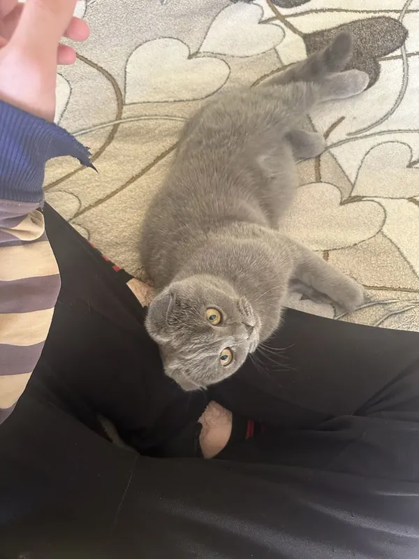 Скоттиш фолд кот 3 Скоттиш фолд кот 3