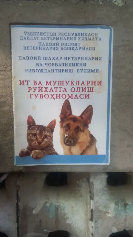 Kuchukcha va onasi yaxshi mehribon insonga beriladi 6