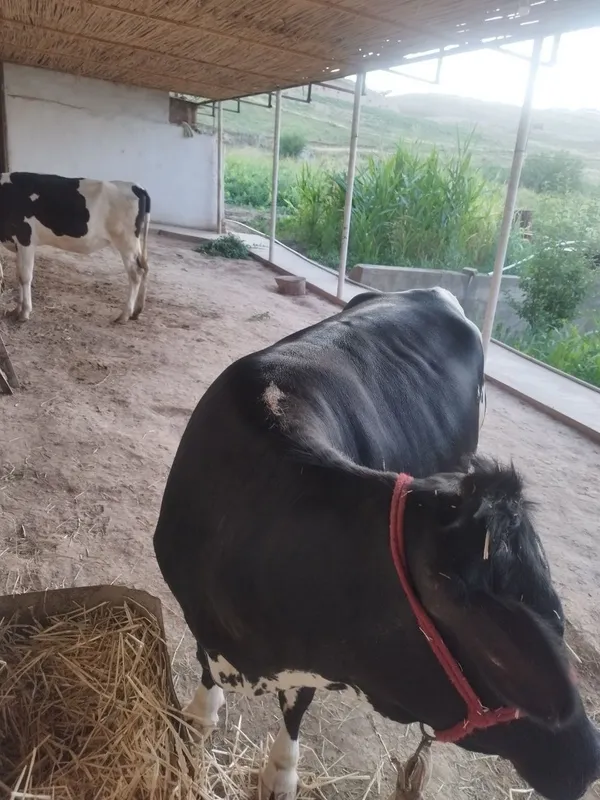G'unajin sotiladi 5 G'unajin sotiladi 5